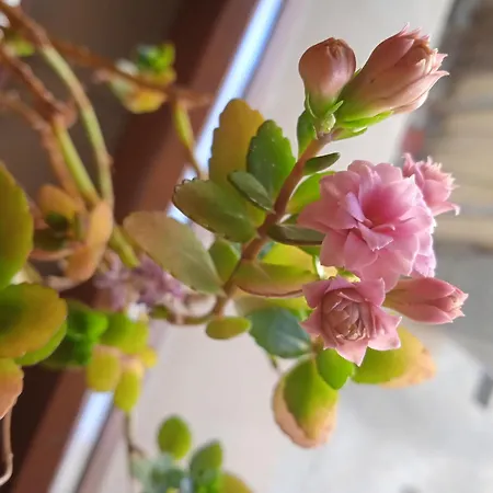 Casa Stella * カステル・ディ・サングロ